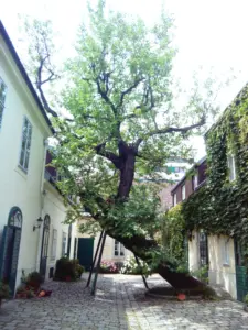 Leider nicht mehr da: Maulbeerbaum Schlossgasse 15